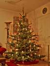 fir-tree