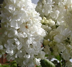 Lilac